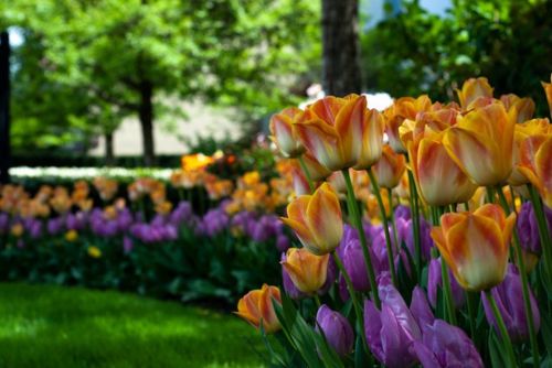  tulip garden